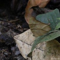 Melanitis leda Linnaeus, 1763